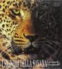 I signori della savana. Leopardi e ghepardi