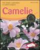 Camelie. Fiori teneri e splendenti in tutte le stagioni