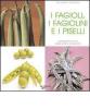 I fagioli, i fagiolini e i piselli. Coltivazione e cure dalla semina al raccolto