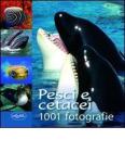 Pesci e cetacei